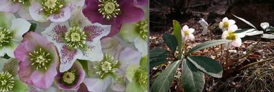 Hellebore.JPG