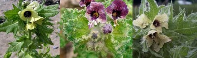 Henbane.jpg