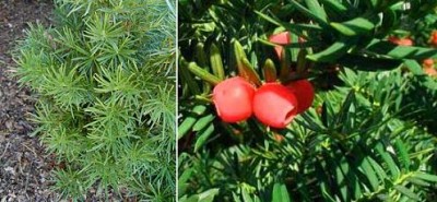 Japanese Yew.jpg
