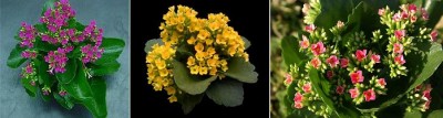 Kalanchoe.jpg