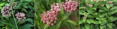 Milkweed.JPG