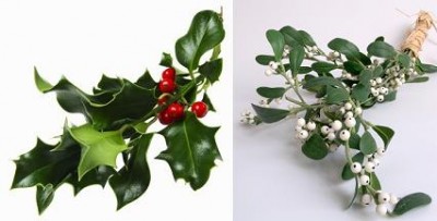 Mistletoe Berries.jpg