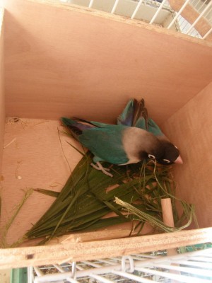 פרסונטות בתחילת בניית הקן