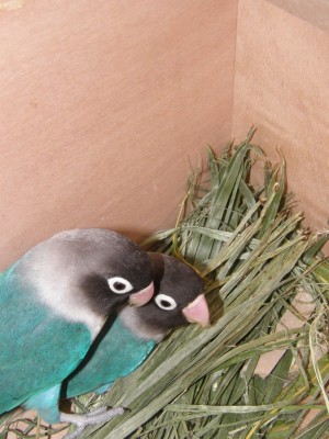 לאט לאט מתקדמים