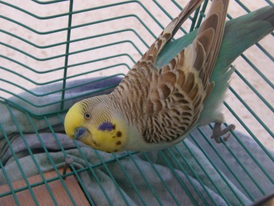 והמשת"פ שלה..