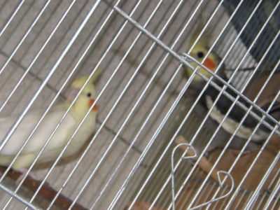 בר וברוך מחליפים משמרות