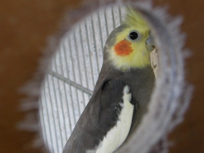 "בעיניי הגוזל"