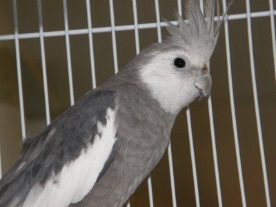 גולן החתיך =)