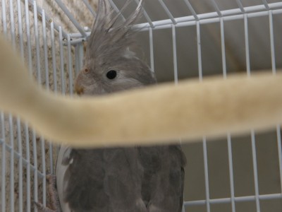 טוויטי הצעירה והביישנית