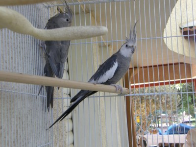 תמונה משותפת בכלוב החדש