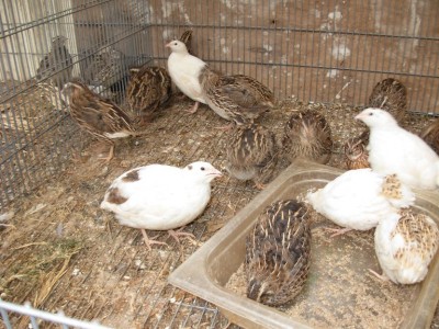 התמונות שלי 022.jpg