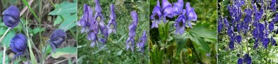 Monkshood.JPG