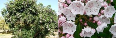 Mountain Laurel.jpg