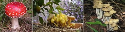 Mushrooms.JPG