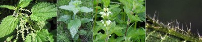 Nettle.jpg