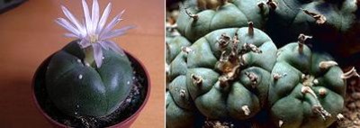 Peyote Cactus.jpg