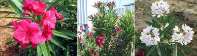 Oleander.jpg
