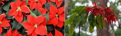 Poinsettia.jpg