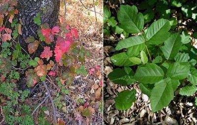 Poison Oak.jpg