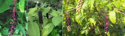 Pokeweed.jpg