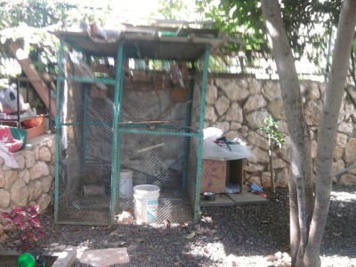 הכלוב של הציפורי אהבה