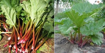 Rhubarb.jpg