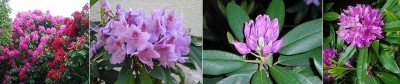 Rhododendron.jpg