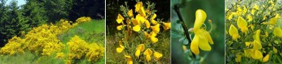 Scotch Broom.jpg