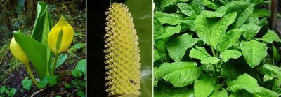 Yellow Skunk Cabbage.JPG