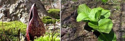 Skunk Cabbage.jpg