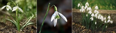 Snowdrops.jpg