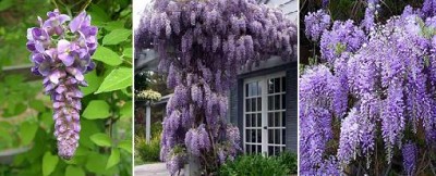 Wisteria.JPG