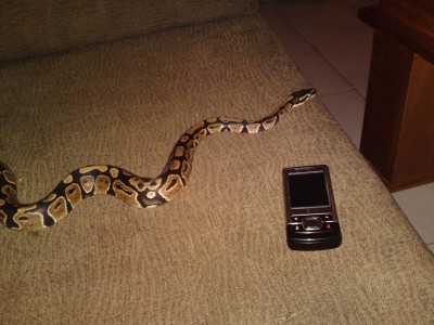 קיילי עם פאלפון להמחשת הגודל.JPG