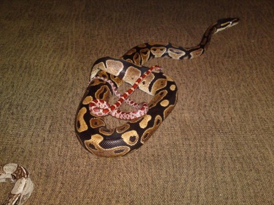 קיילי וסקיני.JPG