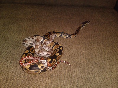 קיילי סקיני וריקרדו.JPG