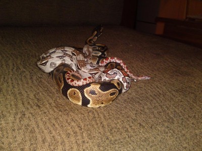 קיילי סקיני וריקרדו 1.JPG