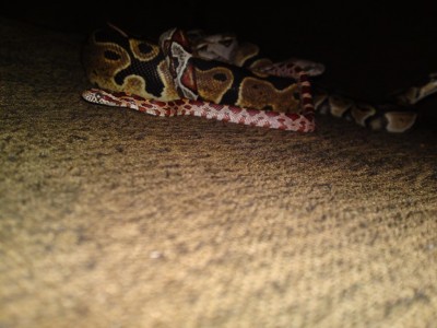 סקיני בפרופיל.JPG