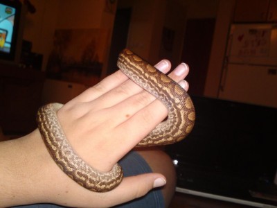 ספידי על היד.JPG