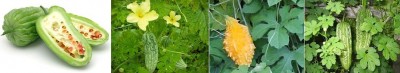 Bitter melon.jpg