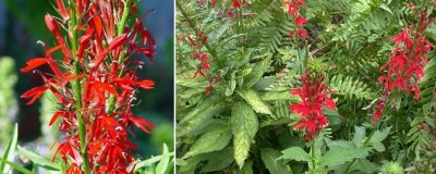 Cardinal Flower.jpg