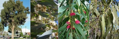 Eucalyptus.jpeg