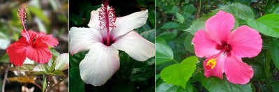 Hibiscus.jpg