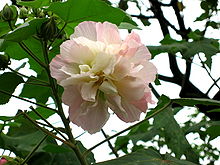 Hibiscus mutabilis.jpg