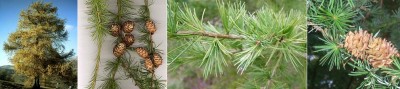 larch.JPG