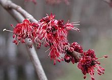 red maple.JPG