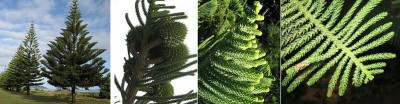 Norfolk Island Pine.jpg