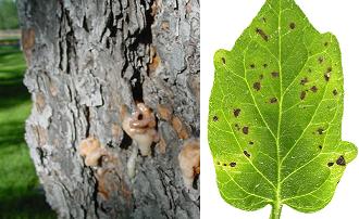 Infected Tree MPB.jpg