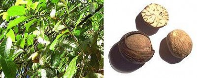 Nutmeg.jpg