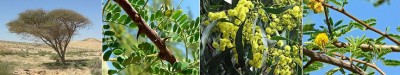 Acacia.jpg