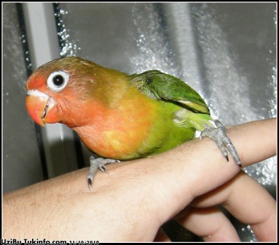 lovebird1.JPG